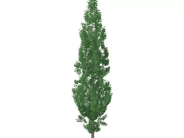 Populus Tremula Tree 3d model Populus Tremula Tree 3d model