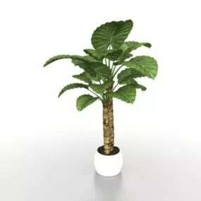 Potted Alocasia Calidora Plants 3d model