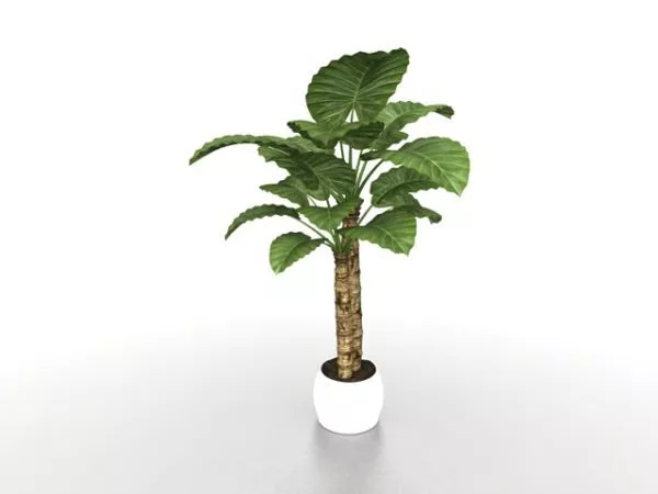 Potted Alocasia Calidora Plants 3d model Potted Alocasia Calidora Plants 3d model