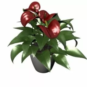 Potted Anthurium 3d model