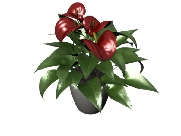 Potted Anthurium 3d model Potted Anthurium 3d model