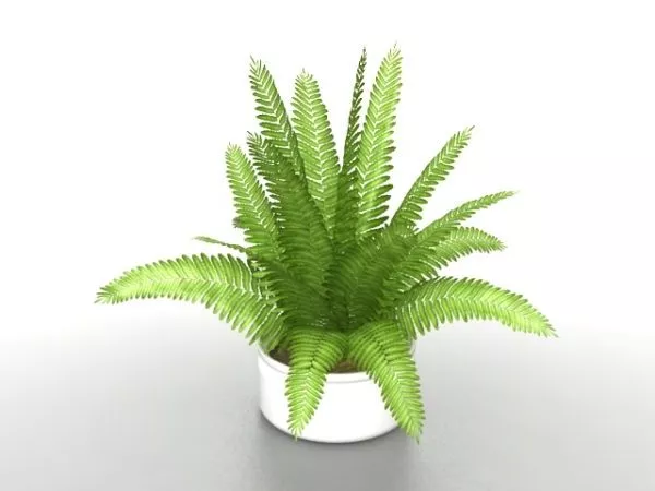 Potted Sago Palm Tree 3d model Potted Sago Palm Tree 3d model