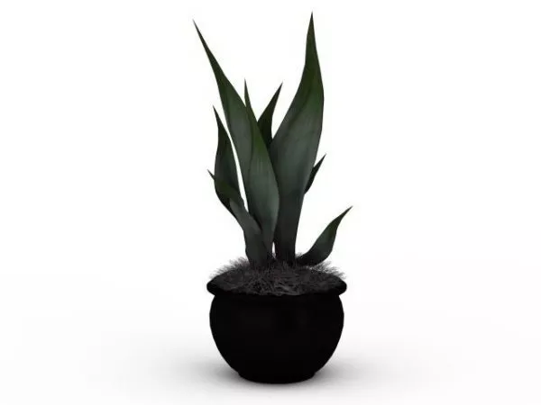 Potted Aloe Plant 3d model Potted Aloe Plant 3d model