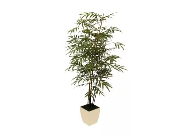 Potted Bamboo Plant 3d model Potted Bamboo Plant 3d model