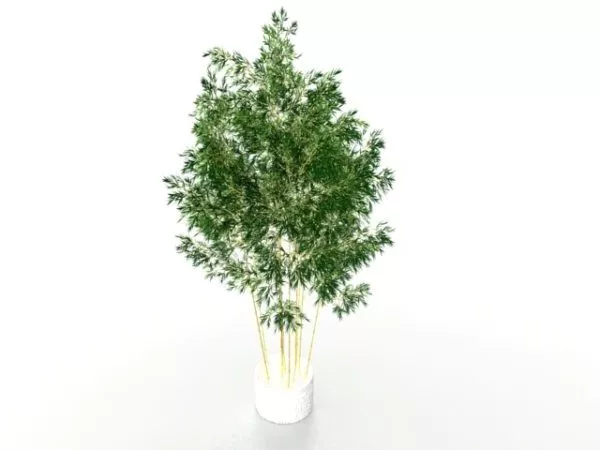 Potted Bamboo Plants 3d model Potted Bamboo Plants 3d model