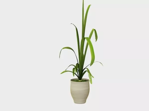 Potted Banana Tree 3d model Potted Banana Tree 3d model