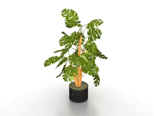 Potted Basil Plant 3d model Potted Basil Plant 3d model