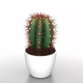 Potted Cactus Plants 3d model