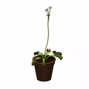 Potted Cape Sundew 3d model