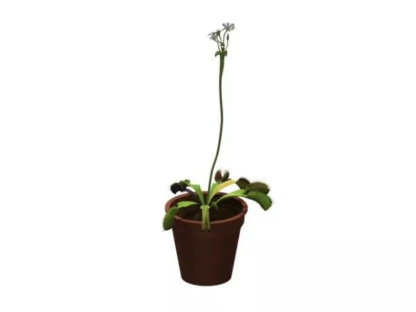 Potted Cape Sundew 3d model Potted Cape Sundew 3d model