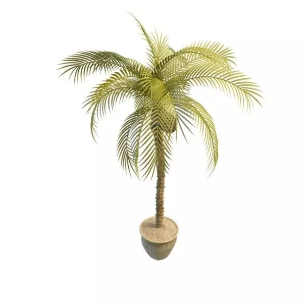 Potted Coconut Tree 3d model Potted Coconut Tree 3d model