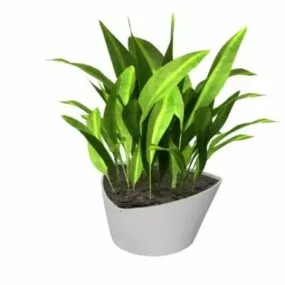 Potted Cornstalk Dracaena 3d model