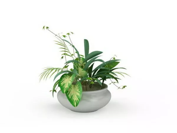 Potted Dieffenbachia 3d model Potted Dieffenbachia 3d model