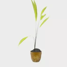 Potted Dracaena Fragrans 3d model
