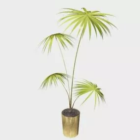 Potted Dracaena Marginata 3d model