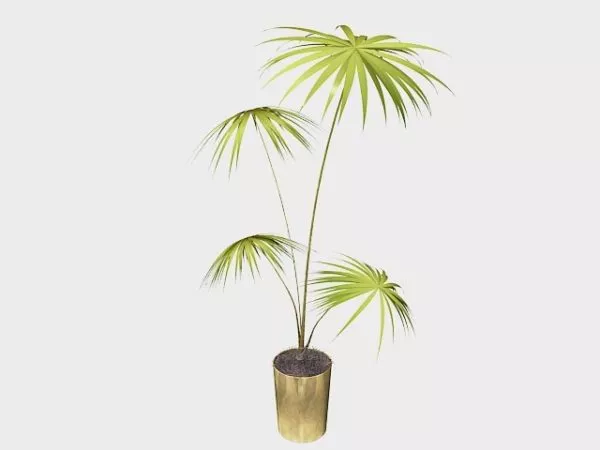 Potted Dracaena Marginata 3d model Potted Dracaena Marginata 3d model