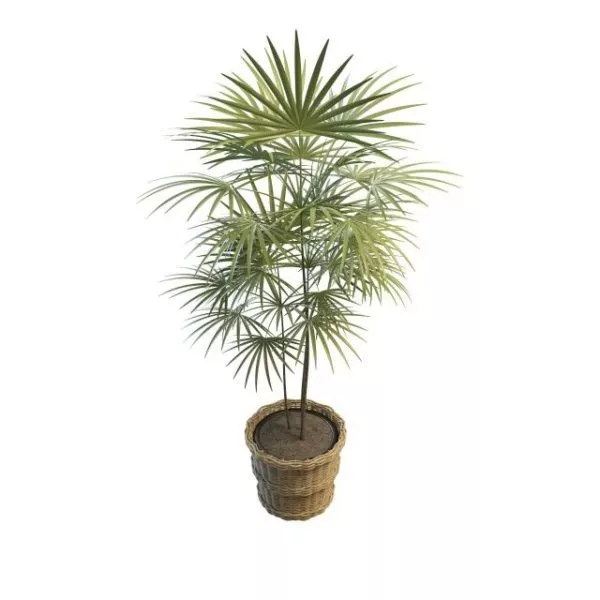 Potted Fan Palms 3d model Potted Fan Palms 3d model
