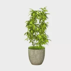 Potted Ficus Tree 3d model