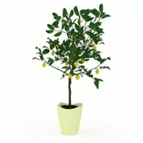 Potted Kumquat Plant 3d model