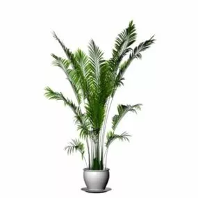 Potted Madagascar Palm 3d model