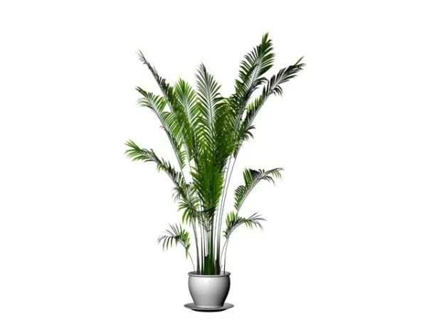 Potted Madagascar Palm 3d model Potted Madagascar Palm 3d model
