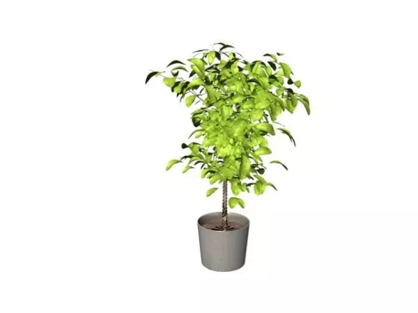 Potted Pachira Aquatica With Braided Tree Trunk 3d model Potted Pachira Aquatica With Braided Tree Trunk 3d model