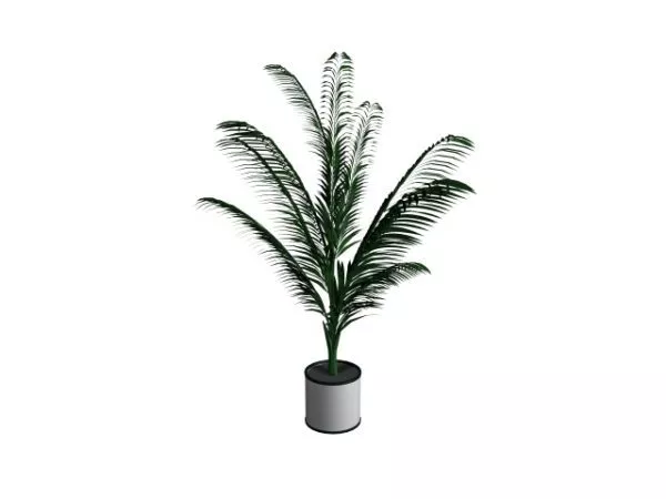 Leaf Bonsai Potted Plant 3d model