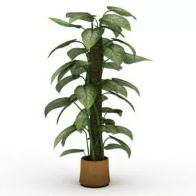 Potted Scindapsus Aureus 3d model