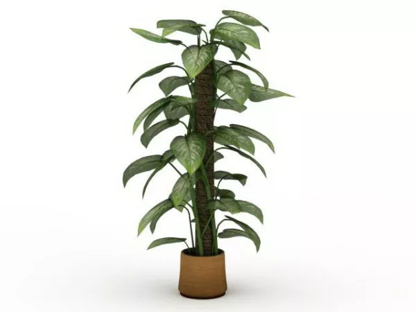 Potted Scindapsus Aureus 3d model Potted Scindapsus Aureus 3d model