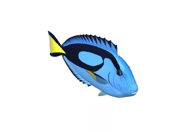 Piranha 3d model
