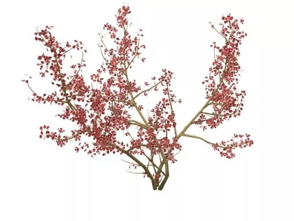 Prunus Avium Wild Cherry Tree 3d model Prunus Avium Wild Cherry Tree 3d model