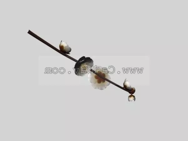 Prunus Mume Plant 3d model Prunus Mume Plant 3d model