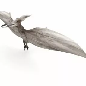 Pteranodon Dinosaur Animal 3d model