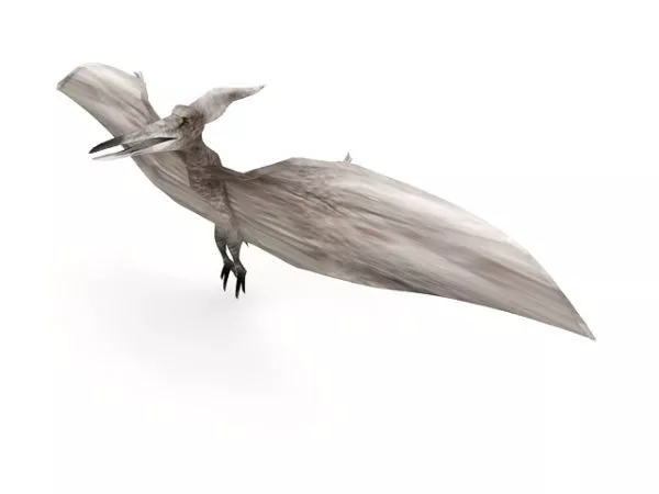 Pteranodon Dinosaur Animal 3d model Pteranodon Dinosaur Animal 3d model