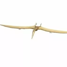 Pterodactylus Antiquus 3d model