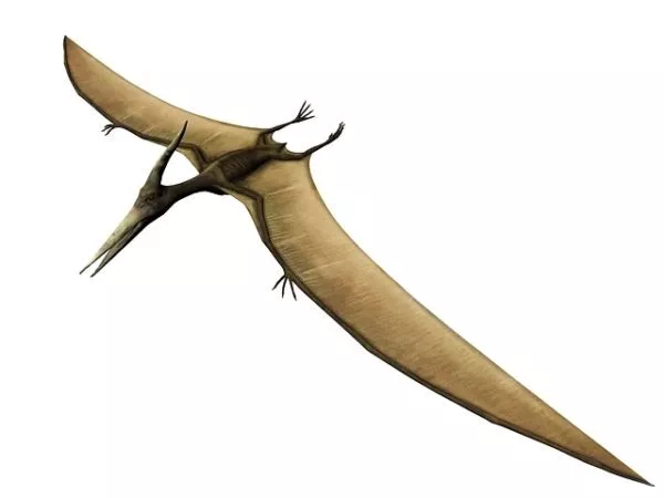 Pterodactylus Fly Dinosaur 3d model Pterodactylus Fly Dinosaur 3d model
