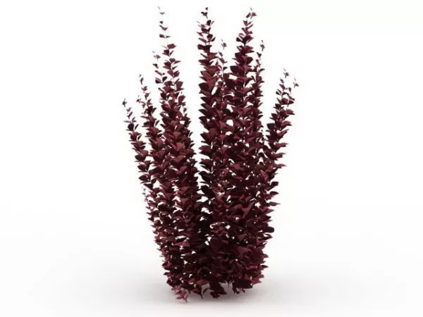 Beautiful Ruby Diamond 3d model