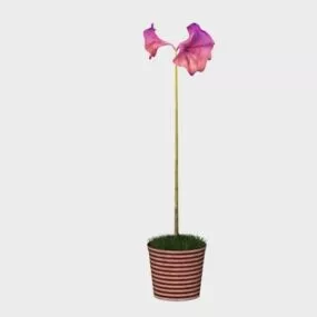 Purple Flowering Amaryllis Potted 3d model
