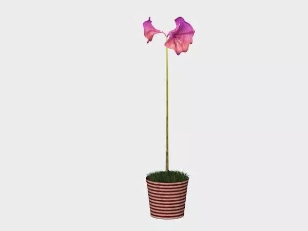 Purple Flowering Amaryllis Potted 3d model Purple Flowering Amaryllis Potted 3d model