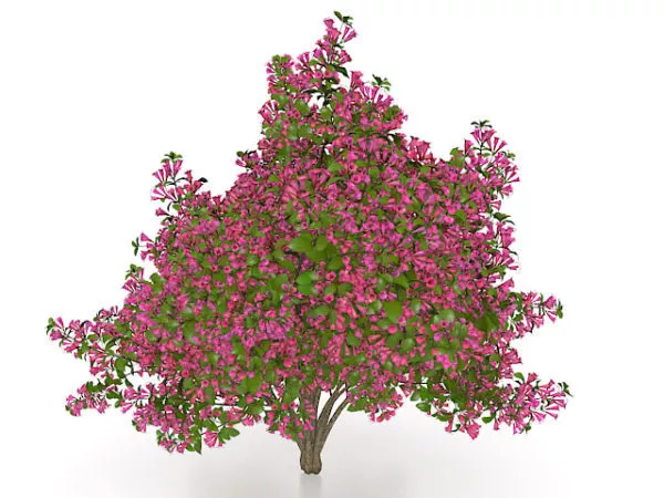 Purple Flowering Tree 3d model Purple Flowering Tree 3d model