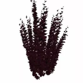 Purple Shrub 3d model