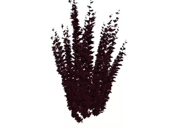 Purple Shrub 3d model Purple Shrub 3d model