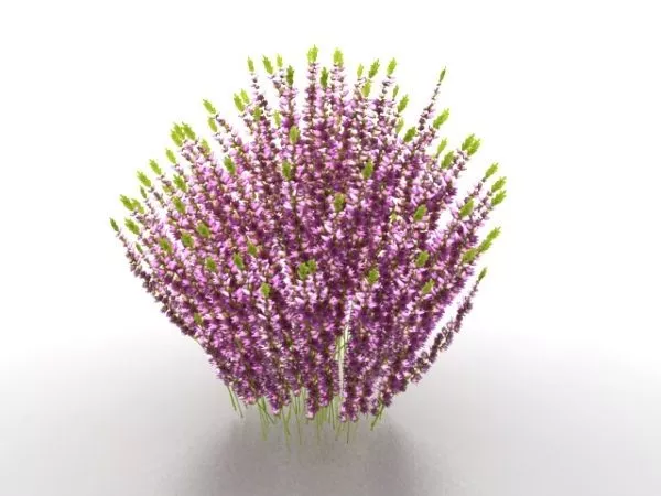 Purple Shrubs For Landscaping 3d model Purple Shrubs For Landscaping 3d model