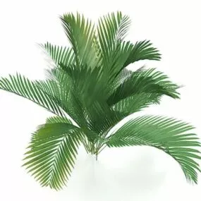 Queen Palm Tree 3d model