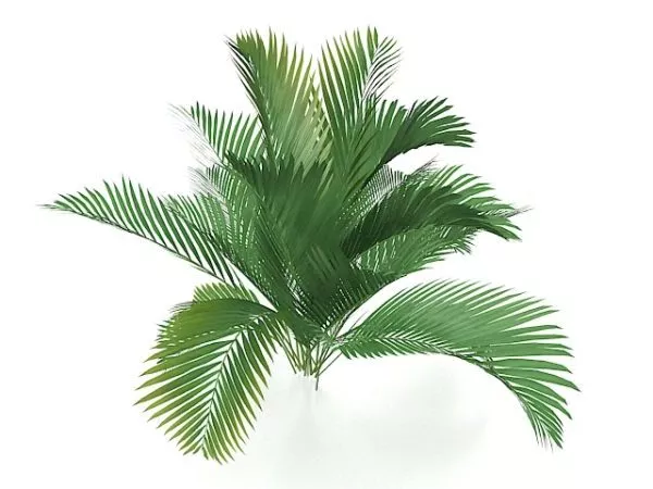 Queen Palm Tree 3d model Queen Palm Tree 3d model