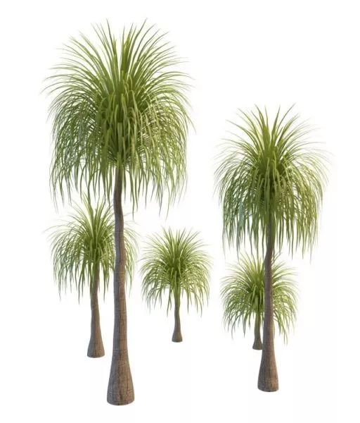 Queen Palm Trees 3d model Queen Palm Trees 3d model