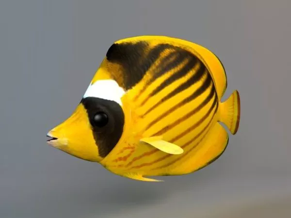 Raccoon Butterflyfish 3d model Raccoon Butterflyfish 3d model