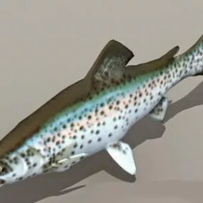 Rainbow Trout 3d model