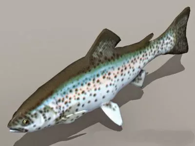 Sea Bass Fish Rigged 3d model