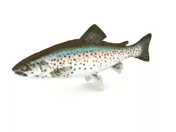 Pearl Gourami Sea Fish 3d model